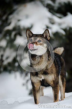 Portrait of a female dog of the breed of Shiba Inu Stock Photo