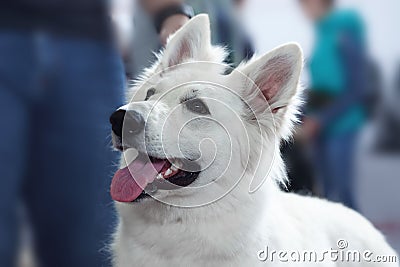 Beautiful dog of white swiss shepherd breed. Close up portrait of wise dog with happy smiling look. Stock Photo