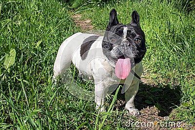 Beautiful doggy French bulldog. Stock Photo