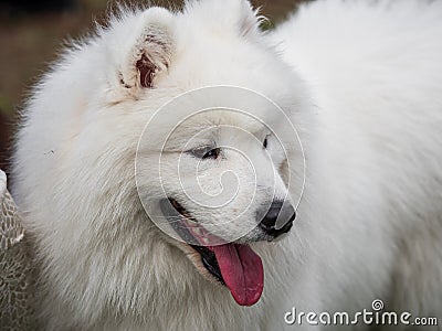 Beautiful dogs at an outdoor dog show Stock Photo