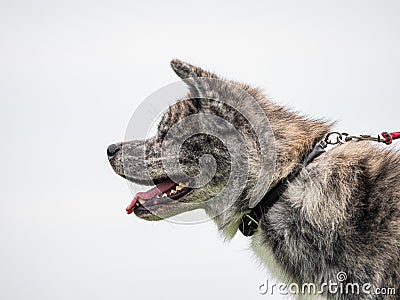 Beautiful dogs at an outdoor dog show Stock Photo