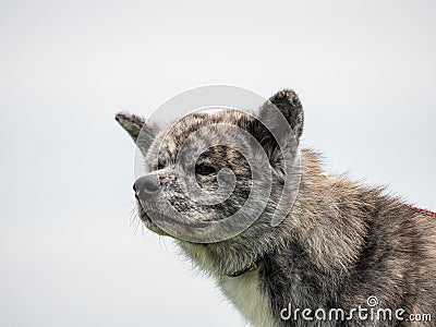 Beautiful dogs at an outdoor dog show Stock Photo