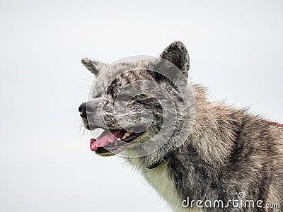 Beautiful dogs at an outdoor dog show Stock Photo