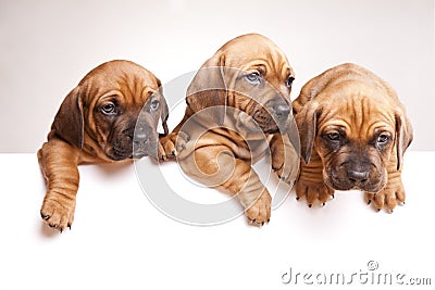 Beautiful dogs send a message! Stock Photo