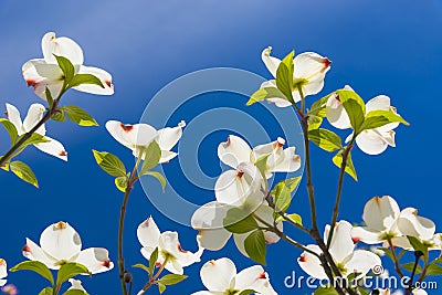 Beautiful Dogwood blossoms on a glorious spring morning Stock Photo