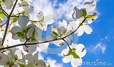 Beautiful dogwood blossoms reach toward a lovely springtime partly cloudy sky Stock Photo