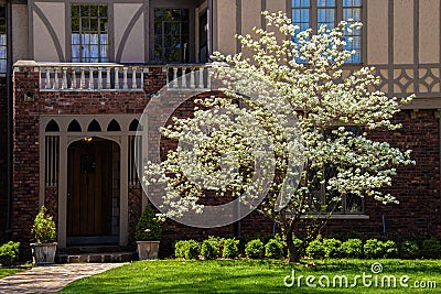 Beautiful dogwood tree in full bloom in sunshine in front of entrance to Tudor style home in shade behind Stock Photo