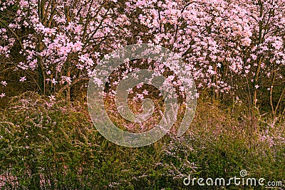 Beautiful dogwood flowers in early spring. Stock Photo