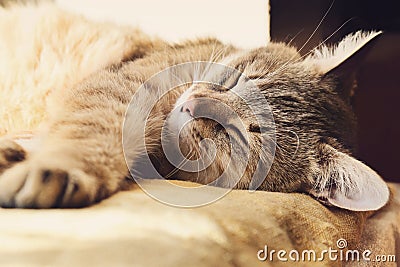 Beautiful domestic cat is sleeping Stock Photo