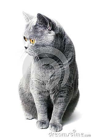 Beautiful domestic gray British cat Stock Photo