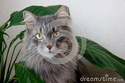 Beautiful domestic grey cat looking front,pet portrait,well groomed kitten close up,image with serious cat for Stock Photo