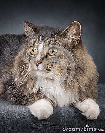 Beautiful Domestic Long-Haired Cat Looking To The Side Stock Photo