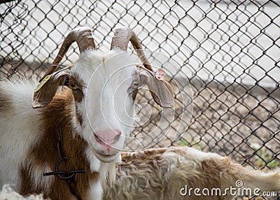Motley goat looking at the camera, animal portrait in the backyard with metal fence behind Stock Photo