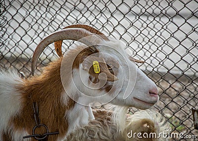 Motley goat, animal portrait in the backyard with metal fence behind Stock Photo