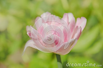 Beautiful double soft pink tulip Mariage Stock Photo