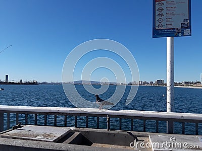 Beautiful dove on the background of the sea. A dove sits on the fence near the sea. Background. Pigeon on the fence Editorial Stock Photo