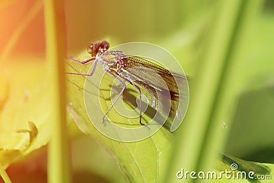 Beautiful dragonfly in grass. Portrait of an insect Stock Photo