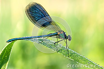 Beautiful dragonfly on a meadow closeup Stock Photo