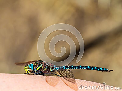 Beautiful dragonfly shot from very close colorful Stock Photo