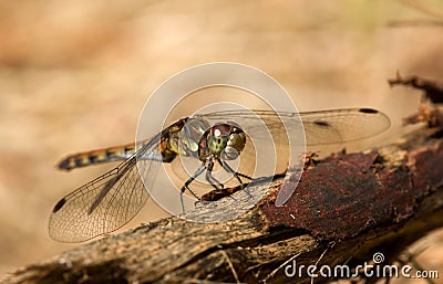 The beautiful dragonfly sits on a tree warming up Stock Photo