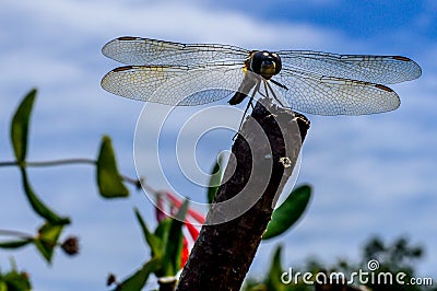 Dragonfly Sitting on Branch With Wings Spread Stock Photo