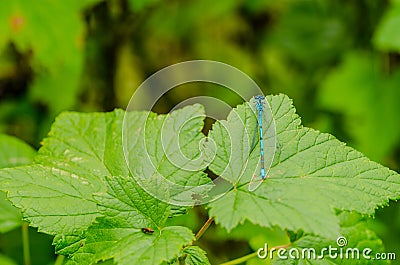 A beautiful dragonfly on a summer day sits on a green leaf with Stock Photo