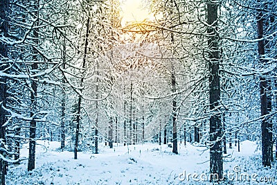 Beautiful and dramatic winter sunset landscape scenery with tree Stock Photo