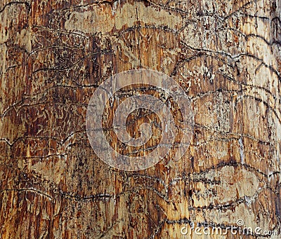 Beautiful drawings on a tree background Wallpaper photos pictures Stock Photo