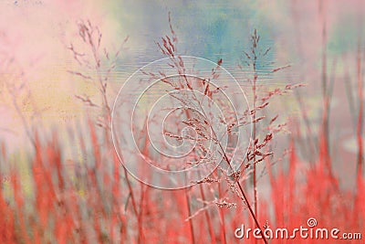 Beautiful, dreamy background with grass Stock Photo