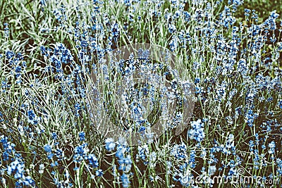 Beautiful dreamy blue flowers field full frame Stock Photo