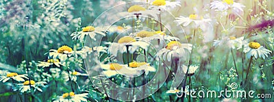 Beautiful dreamy daisy flowers, grass, ladybug close-up on wild field in sunset light panorama. Soft focus nature background. Copy Stock Photo