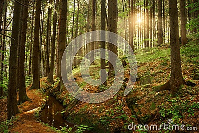 Beautiful dreamy forest Stock Photo