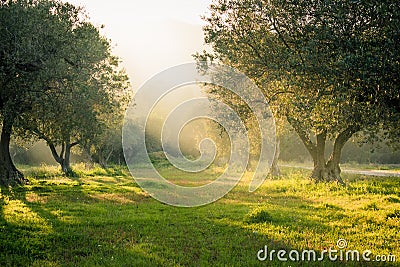 Beautiful dreamy forest haze sunlight Stock Photo