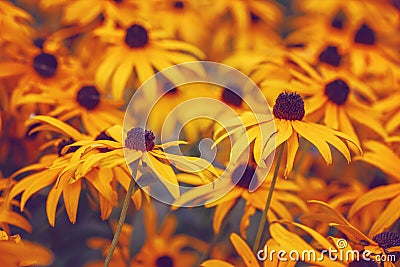 Beautiful dreamy magic yellow rudbeckia hirta black-eyed susan sunflower flowers background. Bright golden artistic floral Stock Photo