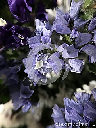 Beautiful dried flowers Stock Photo