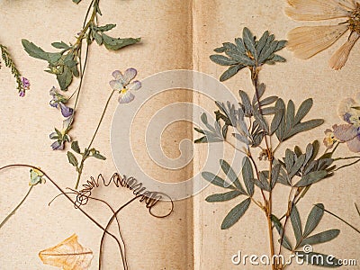 Beautiful dried flowers in notebook background, Wild dried meadow flowers, herbal medicine Stock Photo