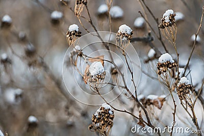 The beautiful dried orange and yellow flowers sedum telephium with white snow are on the white blurred background in winter Stock Photo