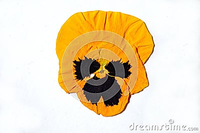 Beautiful dried yellow pansy flower. Stock Photo