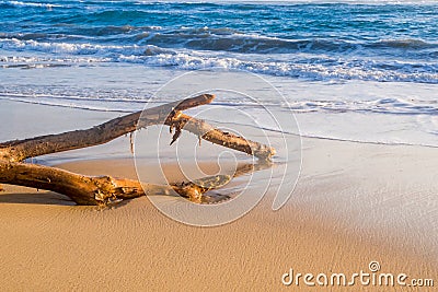 Beautiful driftwood rests on Cabarete beach in early morning Stock Photo