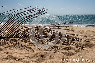 Beautiful dry brown big Cocos nucifera palm leaf is on the wild yellow loneliness and deserted and uninhabited beach by the blue Stock Photo