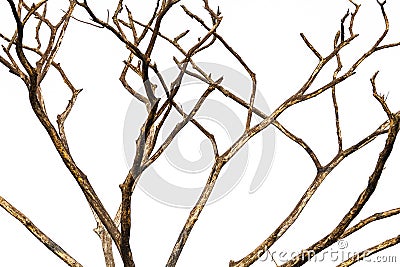 Beautiful dry tree on white background Stock Photo