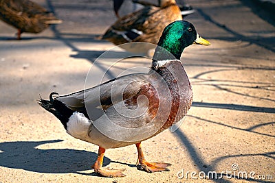 Beautiful duck green head and brightly brown chest Stock Photo