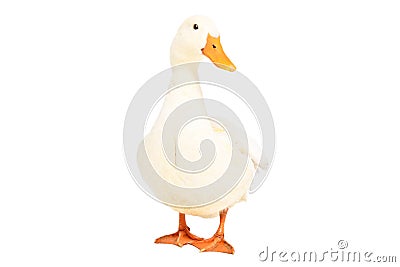 Beautiful duck standing isolated Stock Photo