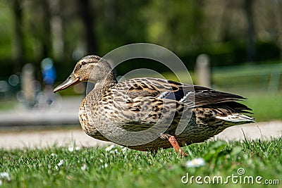 Beautiful Duck is very happy to go find next place to relax Stock Photo