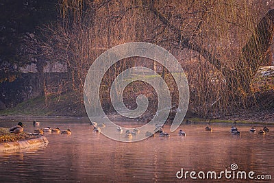 Beautiful ducks on the lake on a cold winter morning Stock Photo