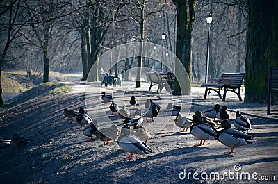 Beautiful ducks in the spring sun while Stock Photo