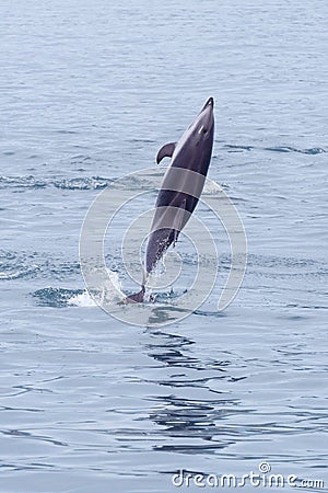 Dusky dolphin pirouetting in Kaikoura Stock Photo