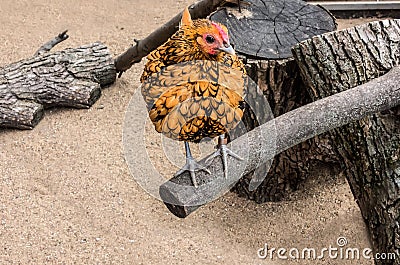 Beautiful Dwarf Gold Laced Sebright Chicken Stock Photo