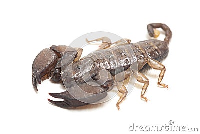 Dwarf wood scorpion Liocheles sp. isolated on white background Stock Photo