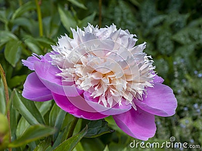 Beautiful early flowering pink peonies Stock Photo